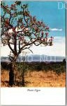 Mount Elgon